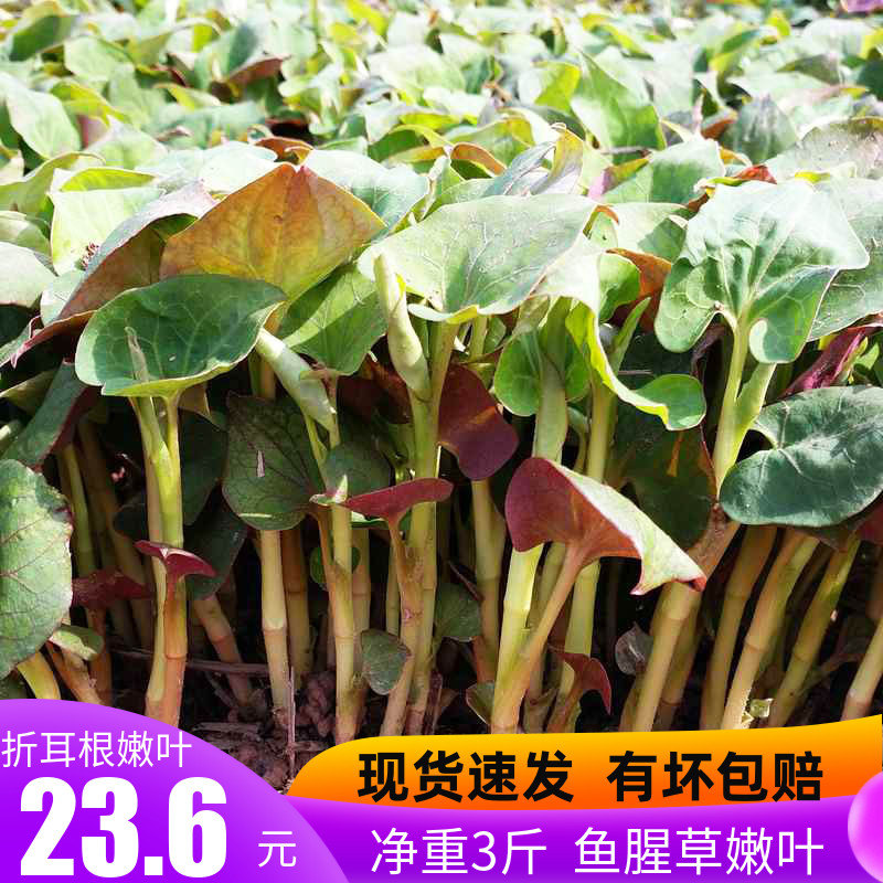 Sichuan fresh Houttuynia leaves 3 pounds of folded ears roots and young leaves Specialty snacks Cold salad stems and leaves vegetables