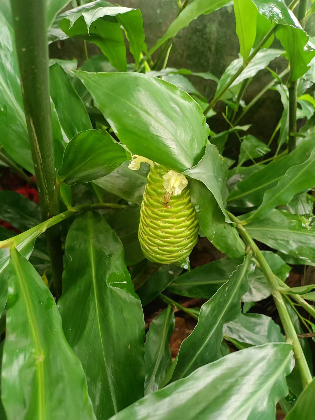 广西现挖红球姜风姜大凤姜:新鲜中草药材姜块500克包邮,地道风味的养生秘籍!-其它新食品原料类-淘宝百科网