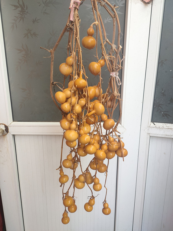 Natural Gourd with Branches and Vines, Hanging Ornament for Living Room Entrance or Tea Room, Hand-Twisted Eight-Treasure Ant, Three-Tower Small Tianjin Mouth