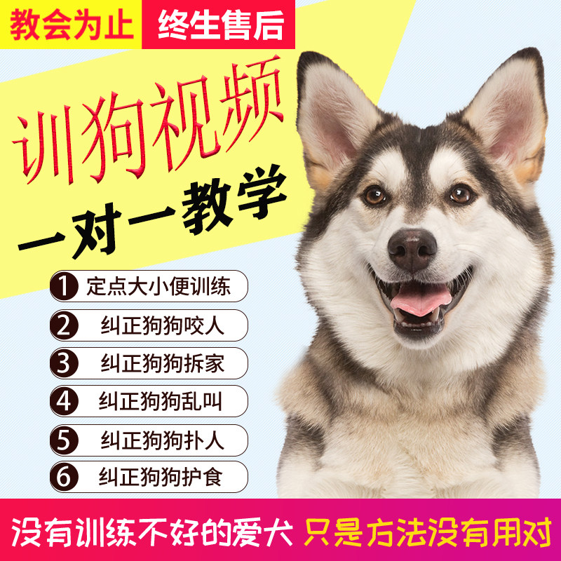 Training dog film Tutorials one-on-one training dog trainer guided pinpoint bowels for messy bites than a bear samo snownery