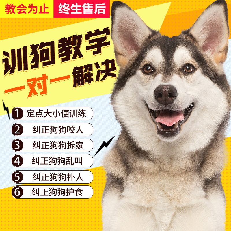 Training dog teachers teaching adoring and relieving mess called one-on-one guidance kits Society Koketedi Kim Mao side Shepherd