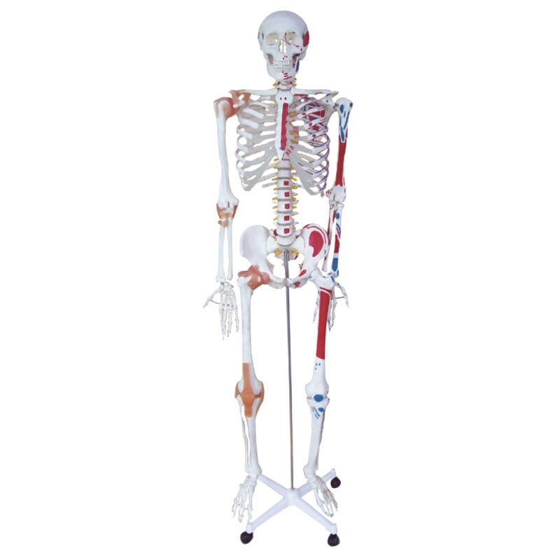 人体骨骼半边肌肉着色半边附肌肉韧带模型170CM