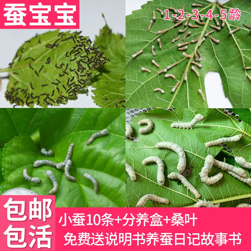 Silkworms Silkworm Eggs Living Things Students Standard Sericulture Suit Rearing Box Villa Juvenile Silkworms Golden Silk Colorful full set