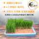 Cat Grass Hydroponic Cat Grass Seed Cat Mint Rowing Ball Cat Grass Seed Set Planting Box Cat Supplies Collection