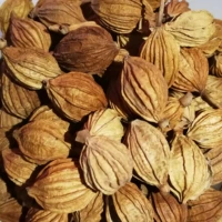 Amomum villosum 50 г, бесплатная доставка за полфунта, 30 за фунт при больших количествах.
