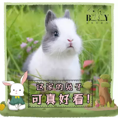 Pure-bred small long Dutch Dodge mini dwarf rabbit pet rabbit hanging ear rabbit live living thing