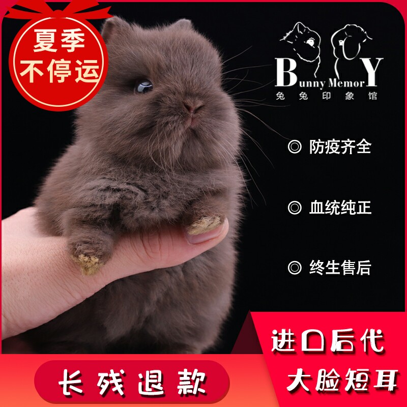 Imported pure breezid Twin Blood Dutch Dwarf Rabbit rabbit Small Mini Long little Pet Rabbit Living Single Mixed Blood
