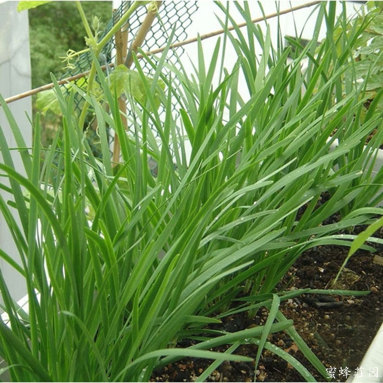 Seasonal sowing leek seeds, potted vegetable seeds on the balcony of farm families, broad-leaf snow leek king 100 grains/bag