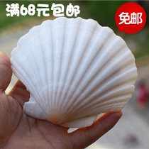 Conch shell large Hawaiian white fan shell scallop painting barbecue DIY graffiti painting wall fish tank