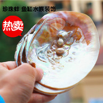 Full 68 yuan conch shell pearl mussel fish tank landscaping aquarium platform ornaments single-sided clam shell