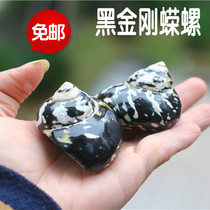 Natural conch shell Black Diamond snail hermit crab shell platform fish tank wedding home decoration coral