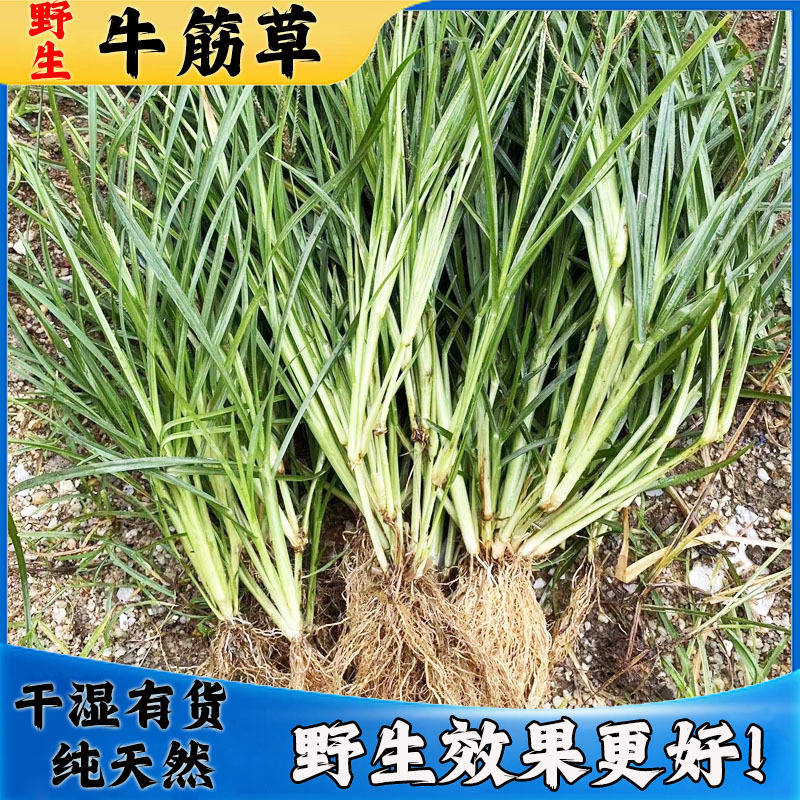 Fresh Ox-Tendon Grass, Cricket Grass, Old Ox-Tendon Grass, Chinese Herbal Medicine, Natural and Pollution-Free Ox-Tendon Grass, Sun-Dried
