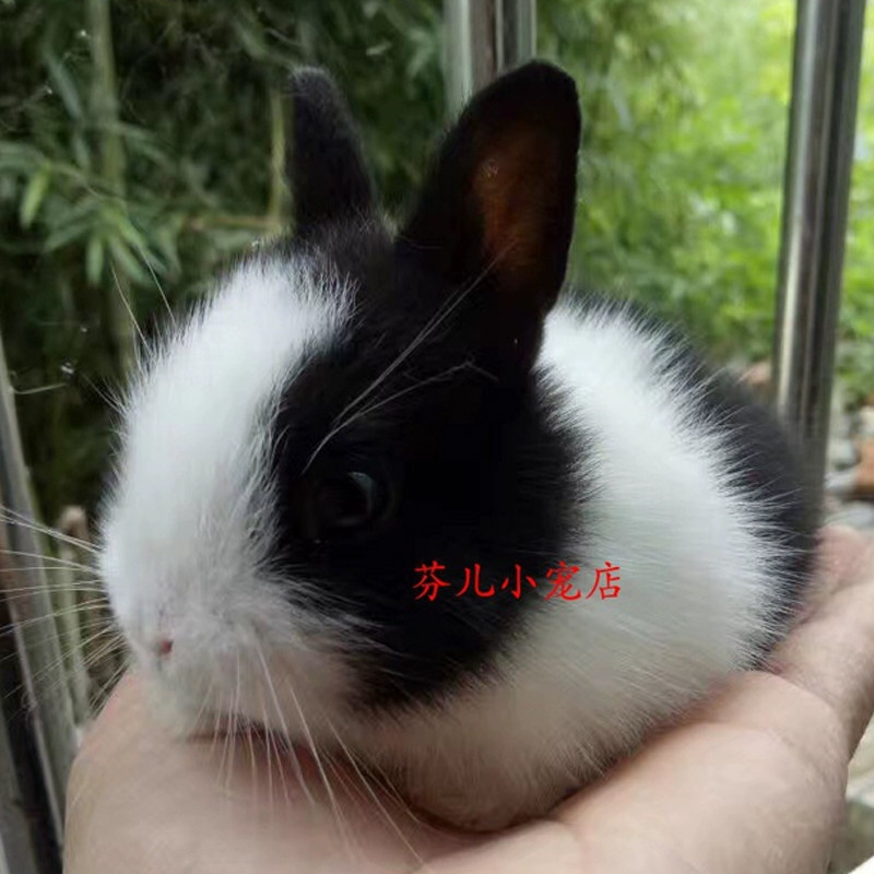 超萌迷你侏儒兔,荷兰垂耳兔活体,你的新宠来了!🐾-兔-淘宝好物网