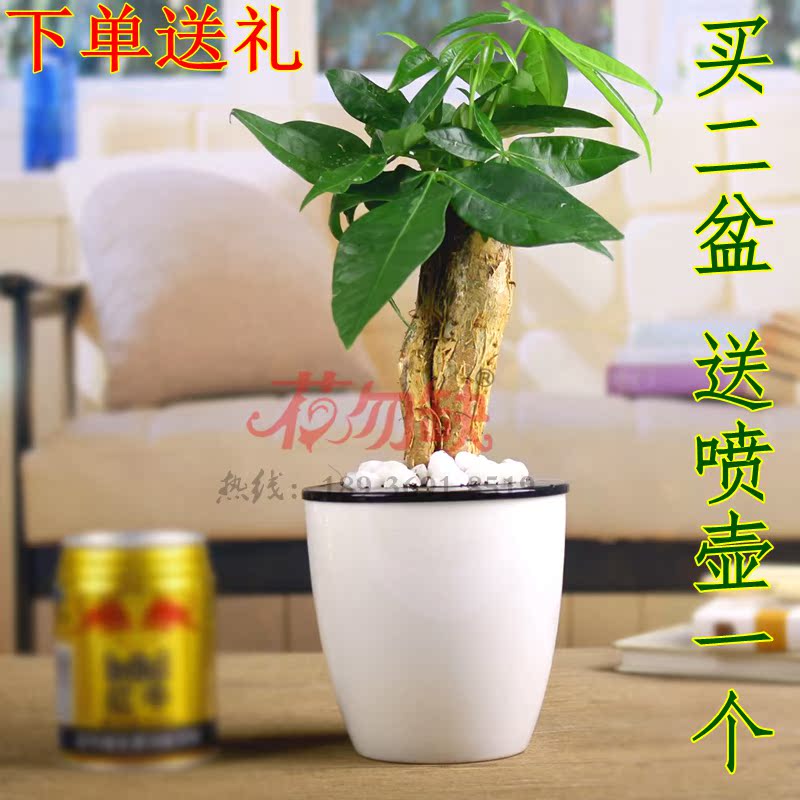 水培办公室室内花卉种植绿植观花盆栽康乃馨盆栽茉莉薄荷
