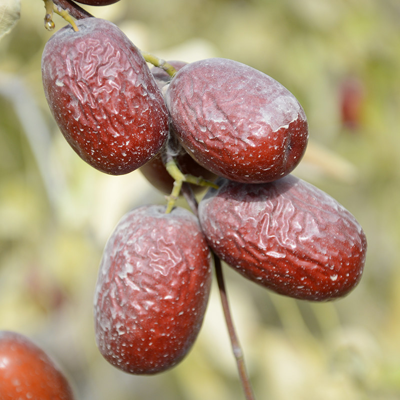 21-year-old new jujube authentic Xinjiang Loulan Ruoqiang red jujube special gray jujube uncleaned boom red jujube 500g red jujube