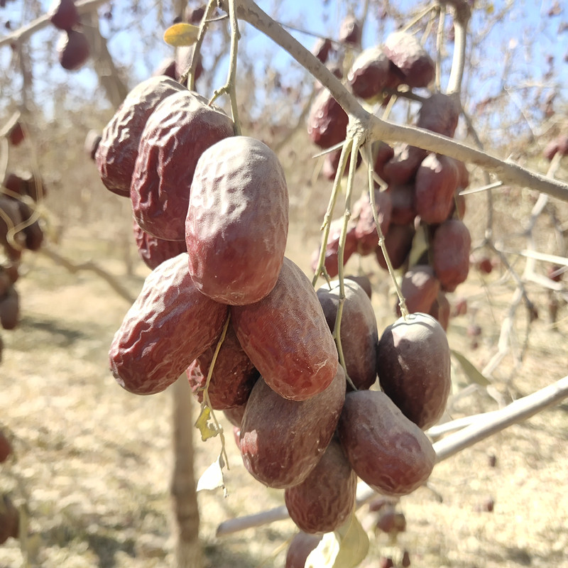 New jujube 5 catties Xinjiang Ruoqiang gray jujube super special original ecological farmhouse uncleaned natural hanging dry porridge jujube red jujube