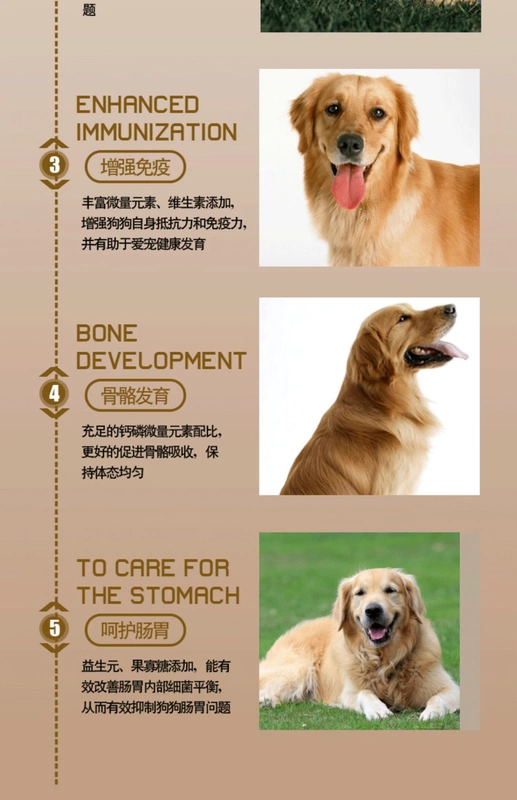 Thú cưng khi bắt đầu chó Golden Retriever đặc biệt cho chó ăn 5 kg vào lông phổ quát để xé rách thức ăn cho chó con tằm - Chó Staples