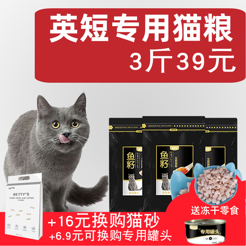 Pet at the beginning of the British short blue cat gradient special natural young British short hair cat food 3 pounds hair gills