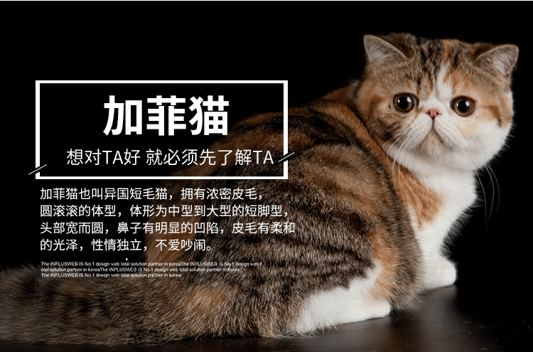 【宠之初】加菲猫专用猫粮鱼籽成幼3斤