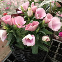 Eustoma grandiflorum potted Sakata five-pointed star dwarf Chinese Platycodon grandiflorum flower seedling perennial balcony flowering plant