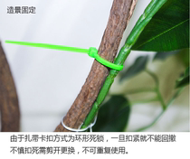 Nylon cable tie Green self-locking plastic buckle holder seal bundle network cable tie factory direct sales tie wire