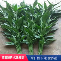 Fugui bamboo hydroponic plants transfer bamboo potted plants indoor purification air green plants flowers Four Seasons good water raising
