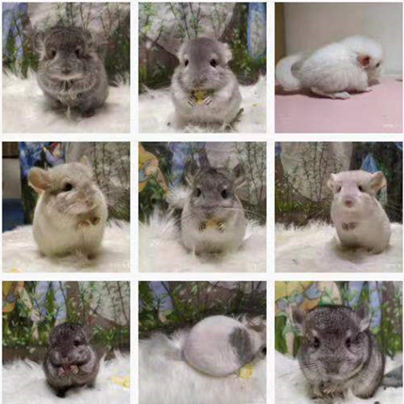 (Zi Zilong Cat) Pet Dragon Cat Living Dragon Cat Baby's home bred to video loved ones easy to get on