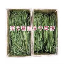 Drying Timothy grass forage National Tibeti Chinchilla rabbit Dutch pig Guinea pig Grain feed forage staple food