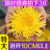 Huangshan golden silk Emperor chrysanthemum a cup of large chrysanthemum tea special to Huizhou Huoyuan Huangju Huayuanwang gift box tea