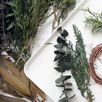 Immortalized Flower Plant Specimen Collection-Leaf