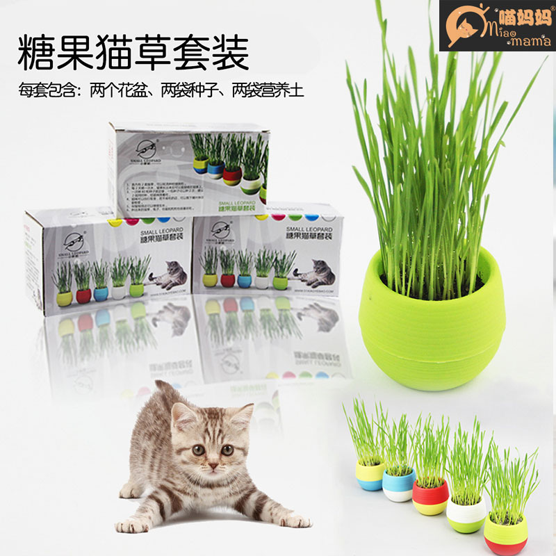 Cat snack cat grass set to fur crystal natural barley cat grass seed cultivating soil cultivation of pot cat mint