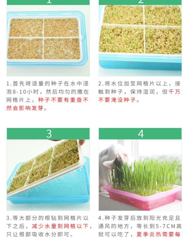 Mèo ăn nhẹ mèo cỏ để tóc bóng tự nhiên lúa mạch mèo hạt giống không cần canh tác nước canh tác nồi catnip - Đồ ăn nhẹ cho mèo kinh doanh thức ăn chó mèo