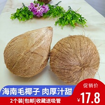 Hainan Mao Coconut Old Coconut 2 Pack Fresh Fruit Peeled Coconut Chicken Soup Juiced Coconut Green Coconut King