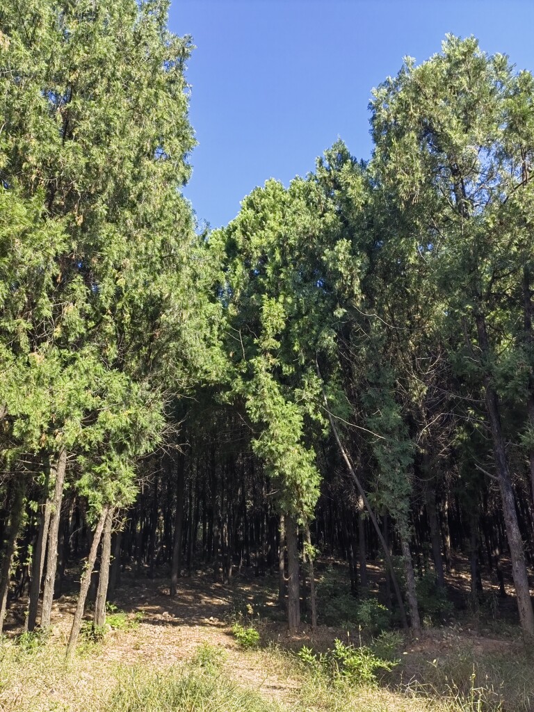 杏林山货手作