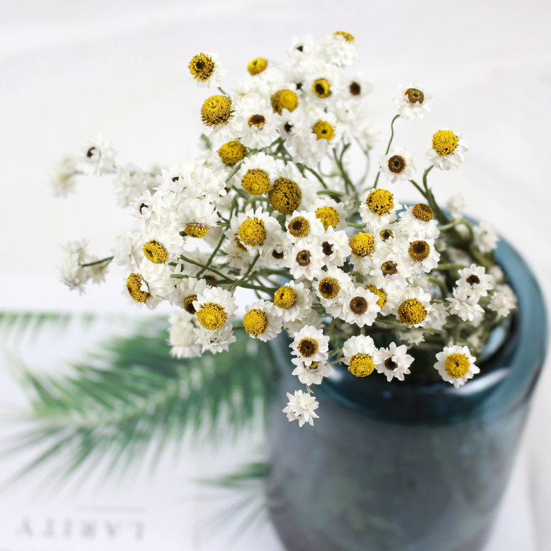 Foreign Chamomile Dry Flower Natural Flowers Inn Japan Garden Nature Small Fresh And Decorative Flower Arrangement Upside Down Hung Little Daisy