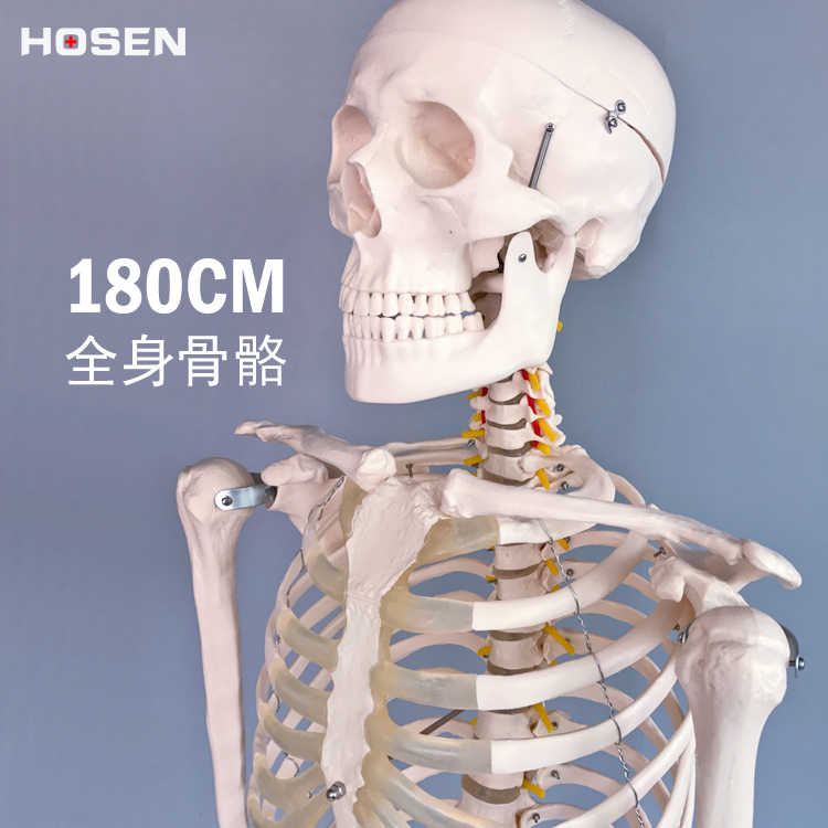 人体模型180 - Top 50件人体模型180 - 2025年5月更新- Taobao