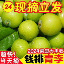 Spot March Li Zizi Fresh Acid Crisp Pregnant Woman Fruits Green Triple Bloom Li Mao Fame Li Zis Season Full Box Li Zi