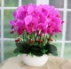 Trang trí trang trí mô phỏng PU Phalaenopsis chậu phụ kiện nhà phòng khách TV tủ hoa giả cây xanh trang trí hoa - Trang trí nội thất