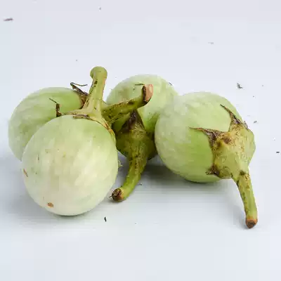 A mouthful of eggplant mini eggplant Fresh round eggplant 500g round eggplant green curry ingredients small eggplant