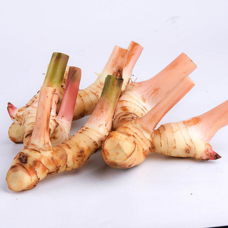 Fresh South Ginger 500g Chaoshan Liangliang Jiang High and Ginger Fresh Winter Shade Utilitarian Soup Spice Winter Yin Soup Hotpot One Catty