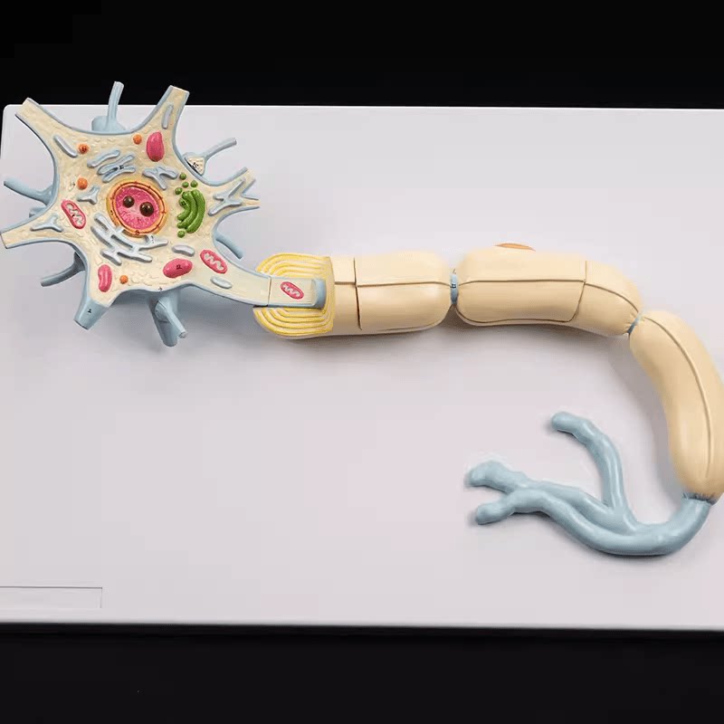神经元放大模型 神经系统解剖 神经细胞纤维树突尼氏体生物教学