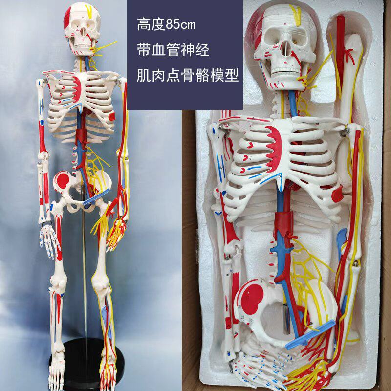 2025新款进口医学人体心脏静动脉神经肌肉脊柱可弯曲拆骨骼架模型