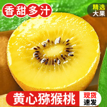 Sailor Estate Yellow Heart kiwi Goodies Kiwi Golden Peach Gold Bright Fresh Fruit Children Pregnant Women Macaque Macaque