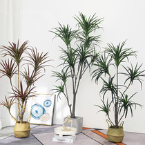 Nordic Ins Wind Emulation Green Planting Dragon Blood Tree Millennium Wood Leave Green Planting Potted Multi-Head Living-room Indoor Floor Swing Piece
