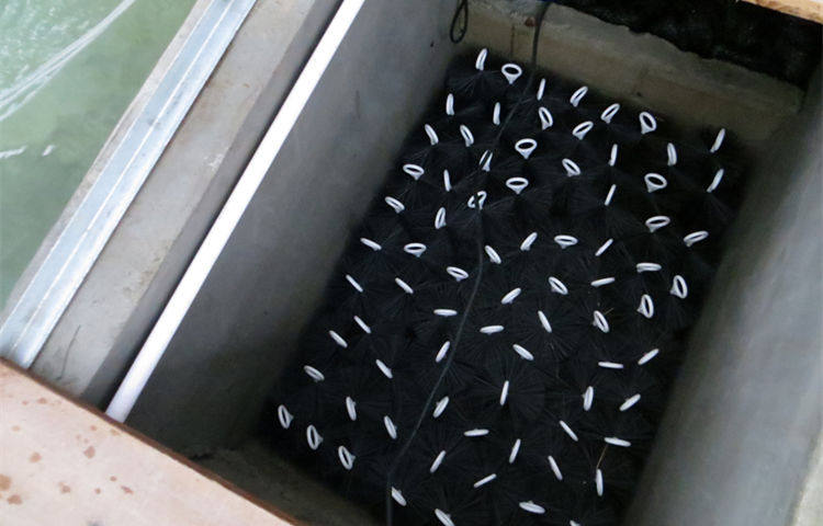 Mountain Whisk Carp Pond Brush Bottom Filter Filter Material Filter Hairbrush 304 Stainless Steel Cross Hairbrush