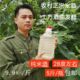 Hunan rice wine farmers' self-brewed rice wine pure grain wine soil shochu in bulk low-alcohol bubble bayberry wine bubble green plum wine