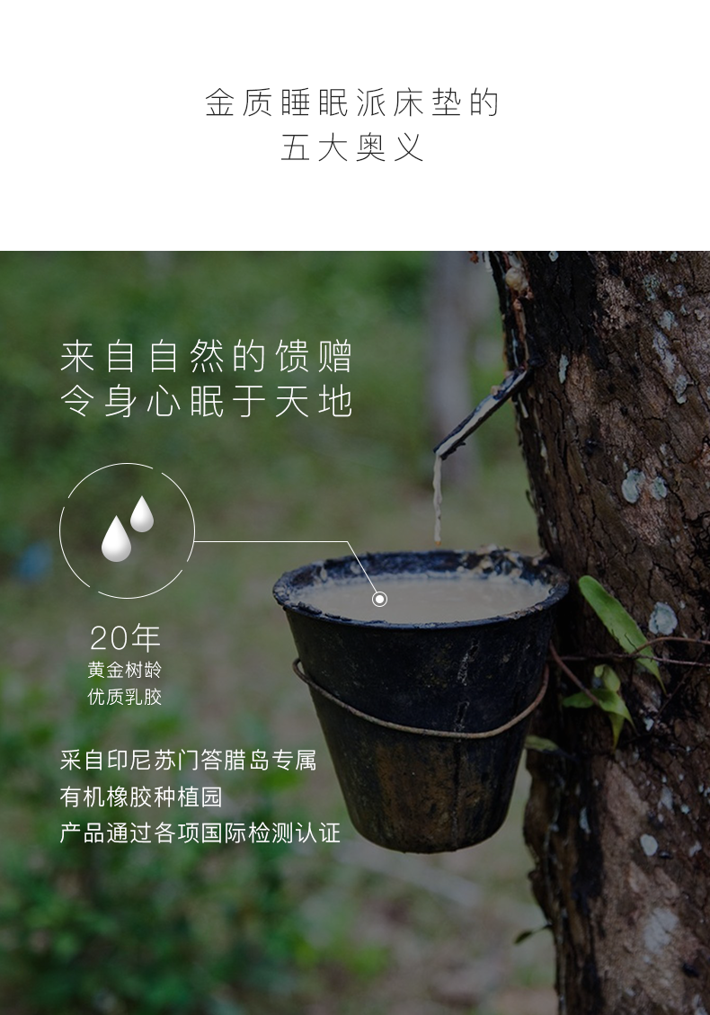 乳胶发泡发明者 邓禄普 93%天然乳胶床垫 1*2m*2.5cm 图5