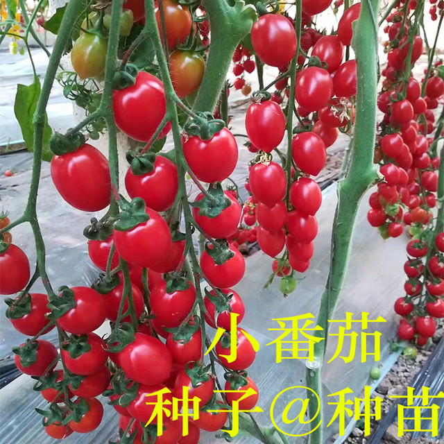 Millennium small tomato seeds, cherry cherry tomatoes, pink tomato seeds, super sweet in spring, high yield in all seasons