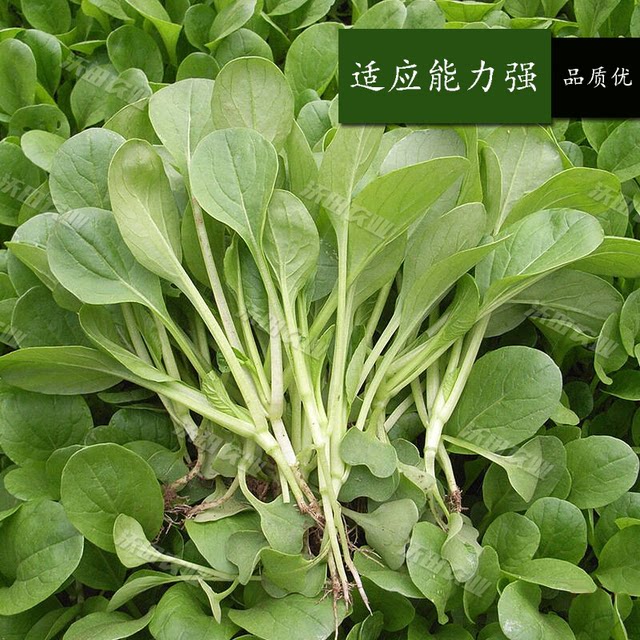 Feather vegetable seeds cabbage Shanghai green vegetable seeds four seasons sowing vegetables balcony potted vegetable garden disease resistance