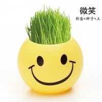 Улыбка (цветная коробка+семя+почва) подходит для 10 ° ~ 30 °